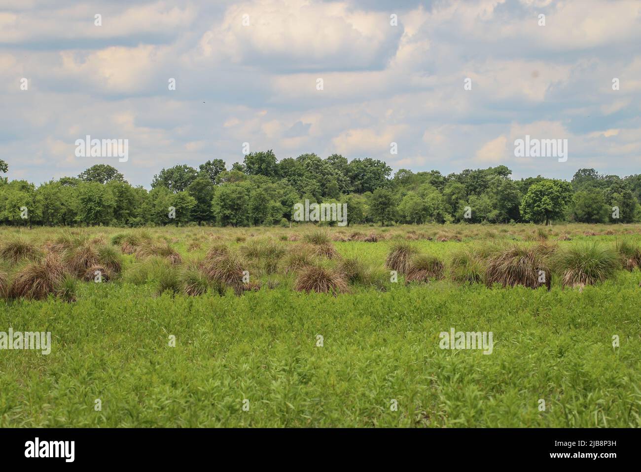 Natural habitat of the tufted sedge (latin name: Carex elata) in Vojvodina, Serbia Stock Photo