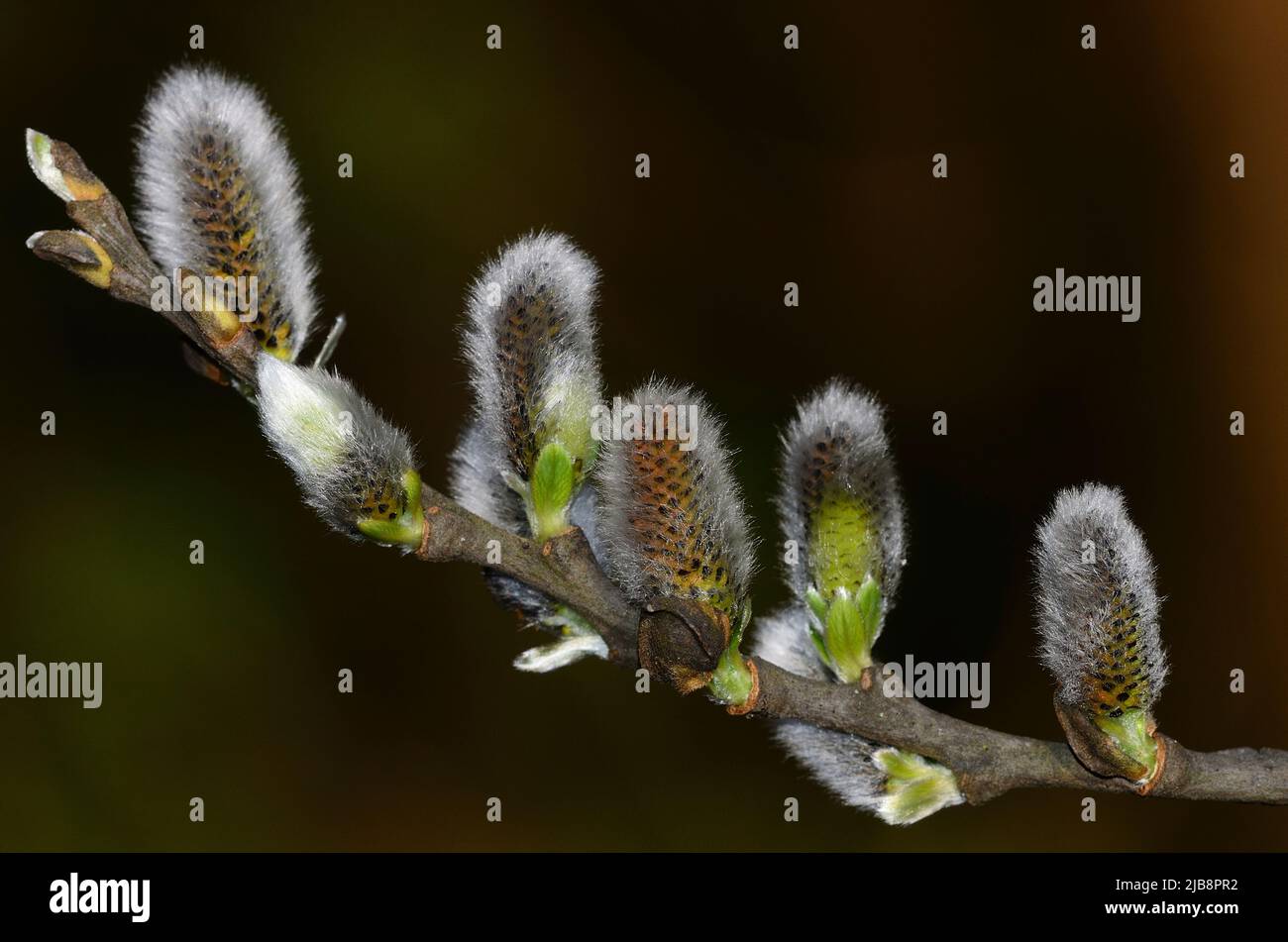 Goat willow or sallow catkins. Dorset, UK March 2020. Stock Photo