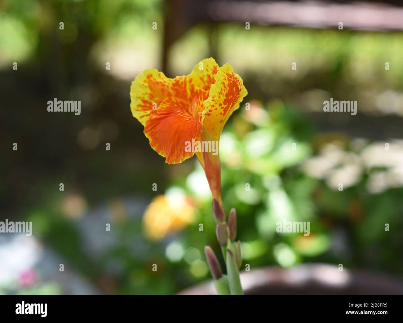Canna indica flowers growing in Vietnam Stock Photo