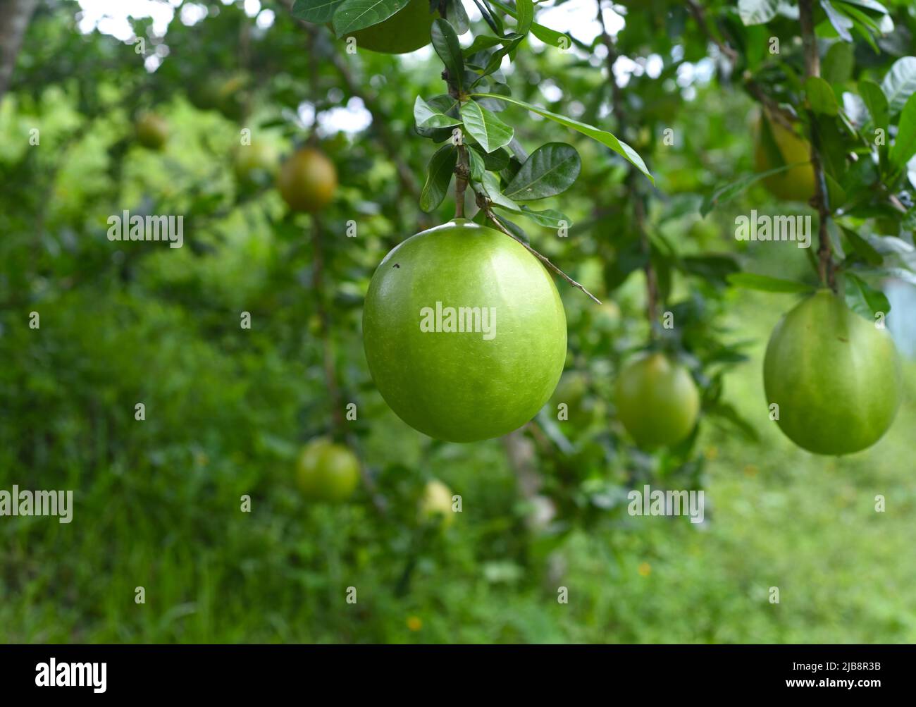 Crescentia cujete, commonly known as the calabash tree growing in Vietnam Stock Photo