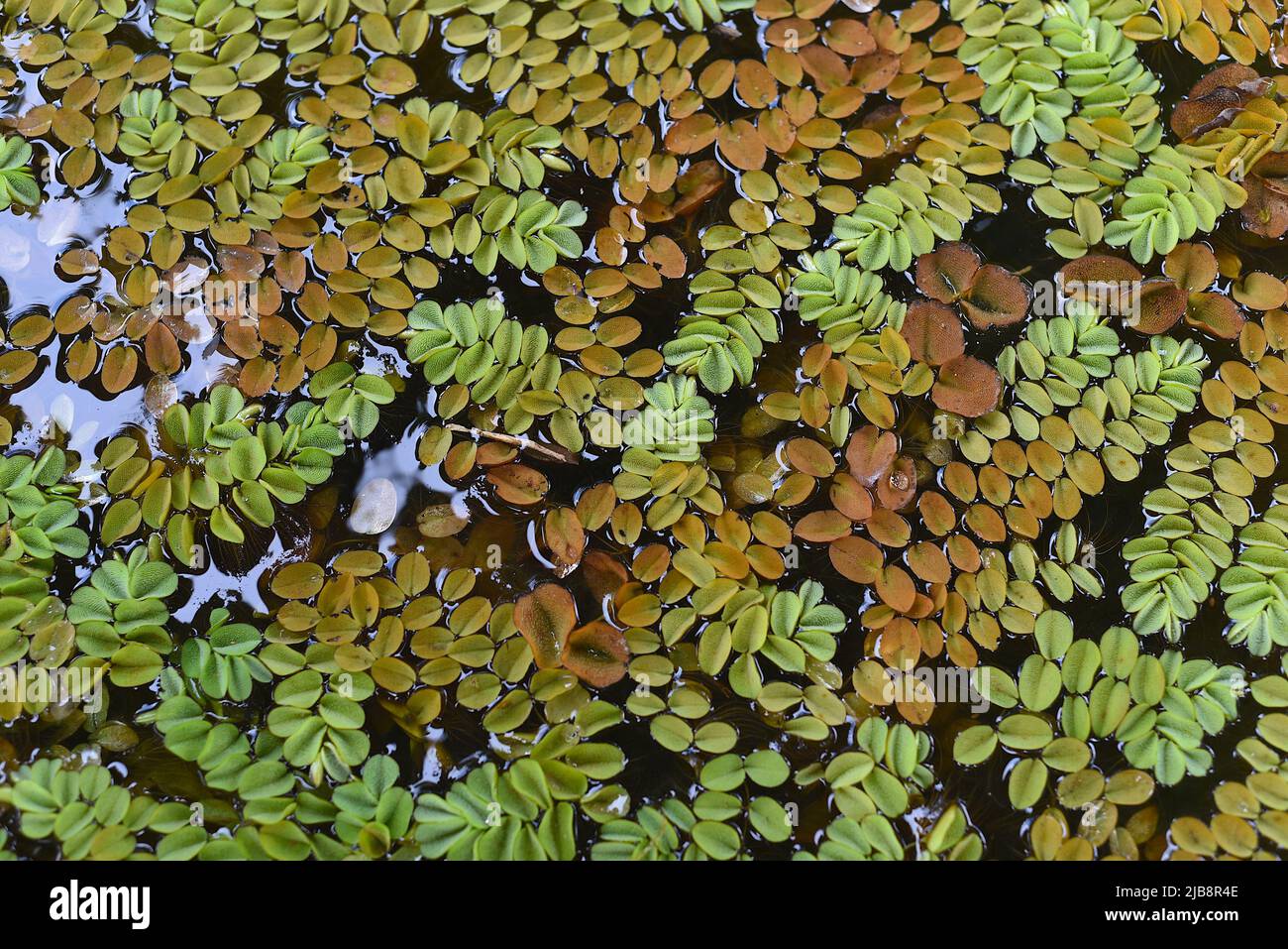 Many green and brown leaves floating on dark water Stock Photo