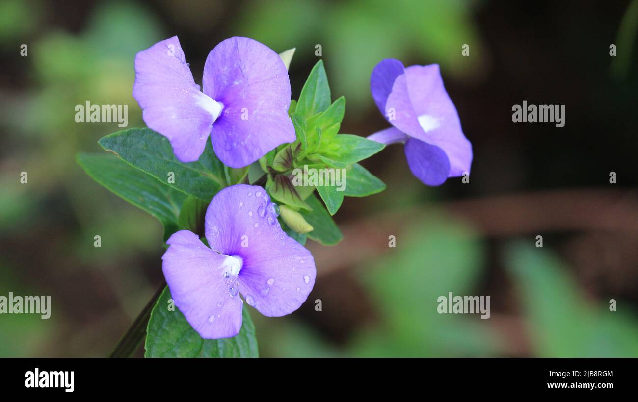 Flowers with best sale 2 petals