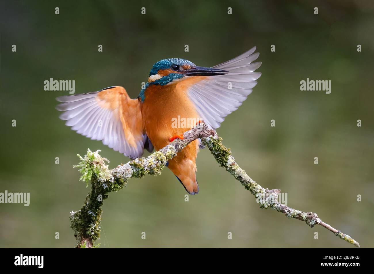 A male kingfisher coming in to land on an old branch. His wings are spread out Stock Photo