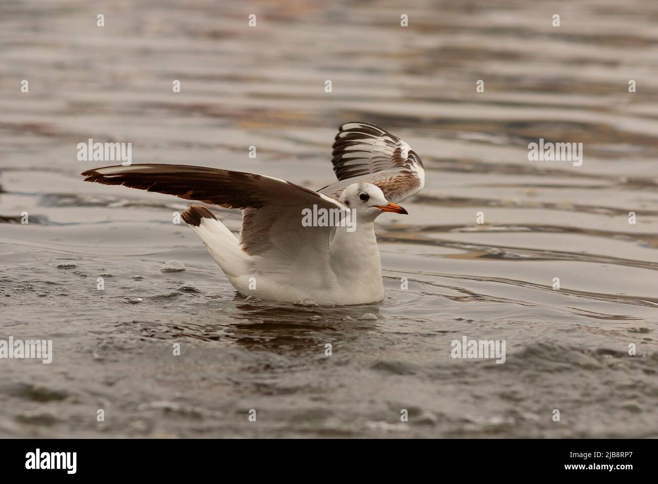 Chroicocephalus ridibundus on water surface, juvenile black headed gull Stock Photo