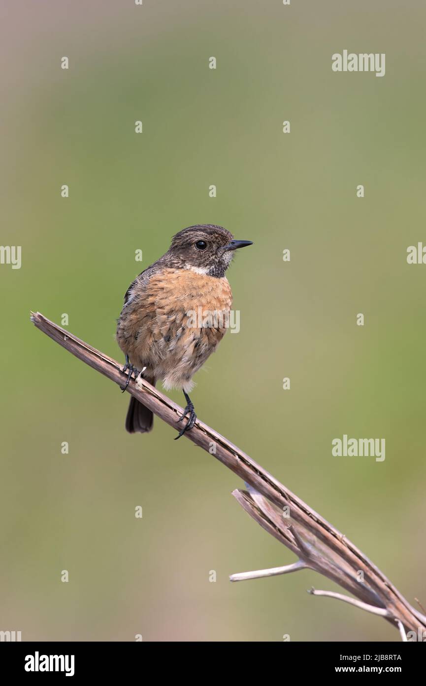 Female Stonechat (Saxicola rubicola) in the Heather Moorland of the Peak District Stock Photo