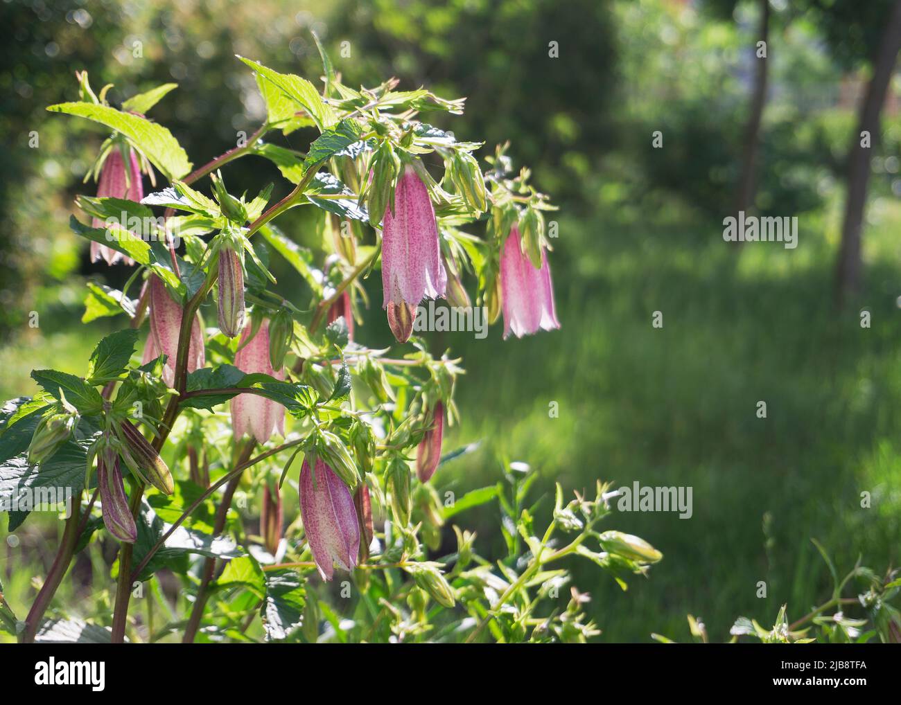 Spotted Bellflower, Cherry Bells, Campanula Punctata Stock Photo