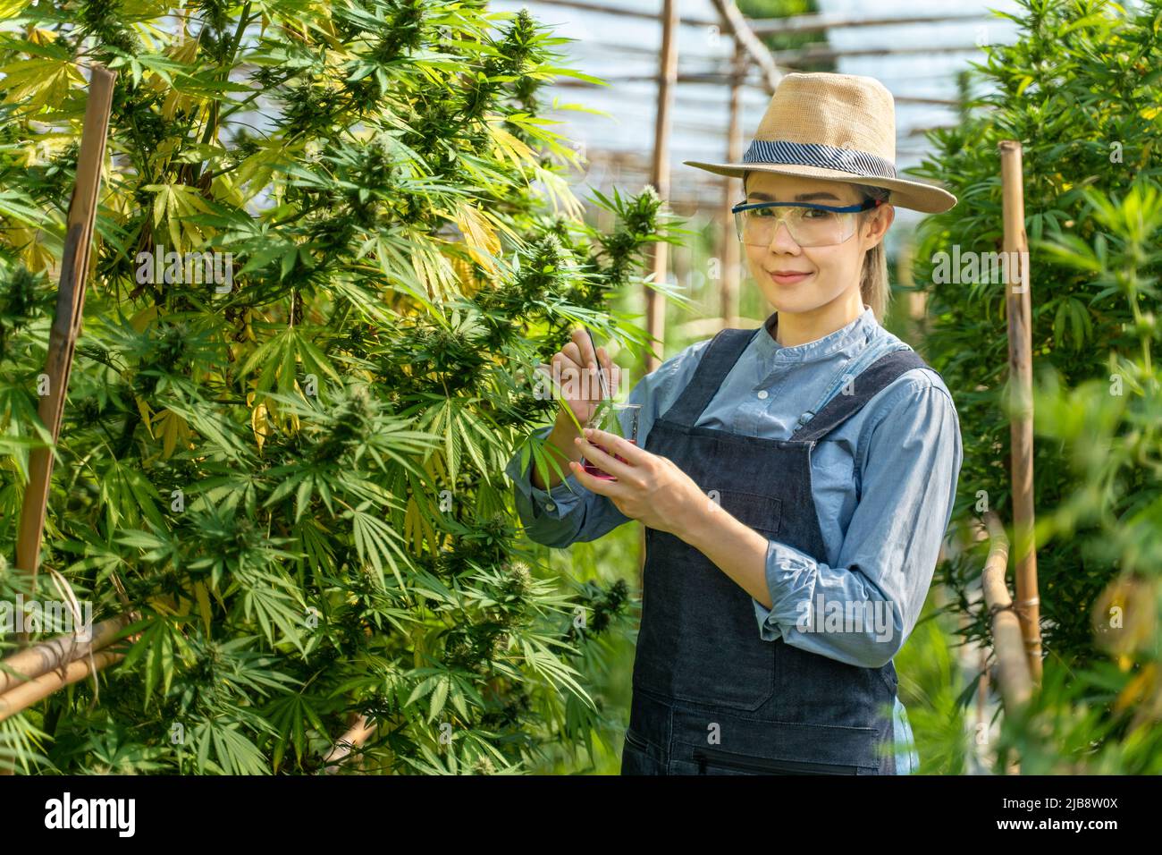 Happy young female cannabis farmer quality checking on her cannabis plants at her environmental controlled greenhouse, alternative medicine concept Stock Photo