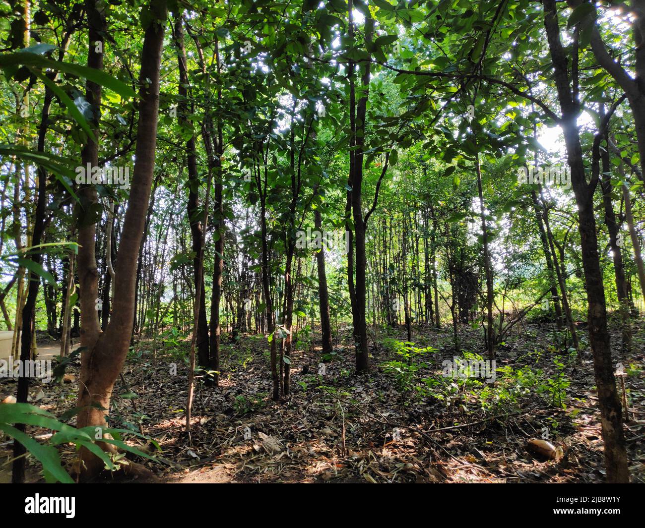 Dense tree cover in a tropical forest in Asia Stock Photo