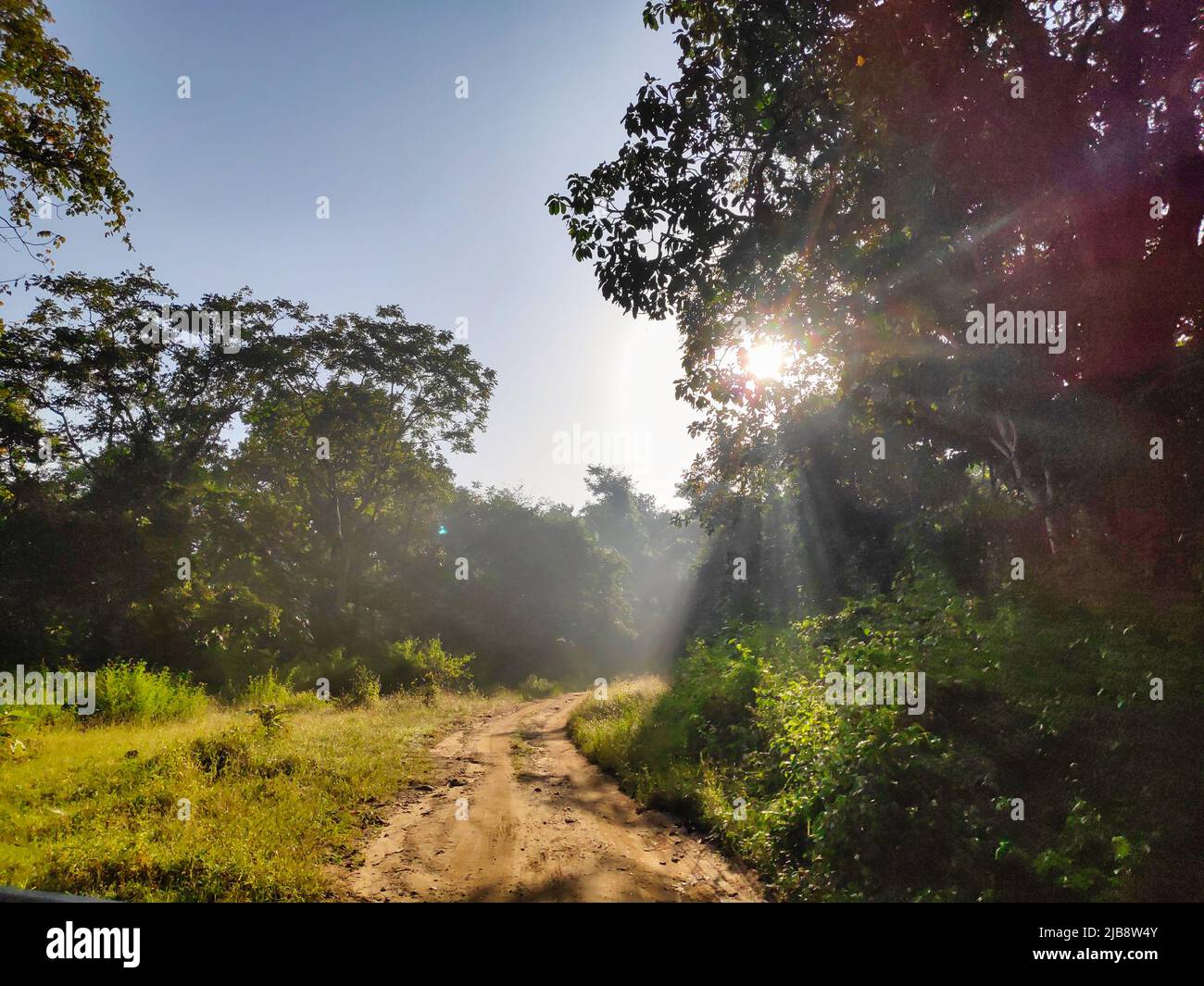 A path in a tropical forest in a national park in India Stock Photo