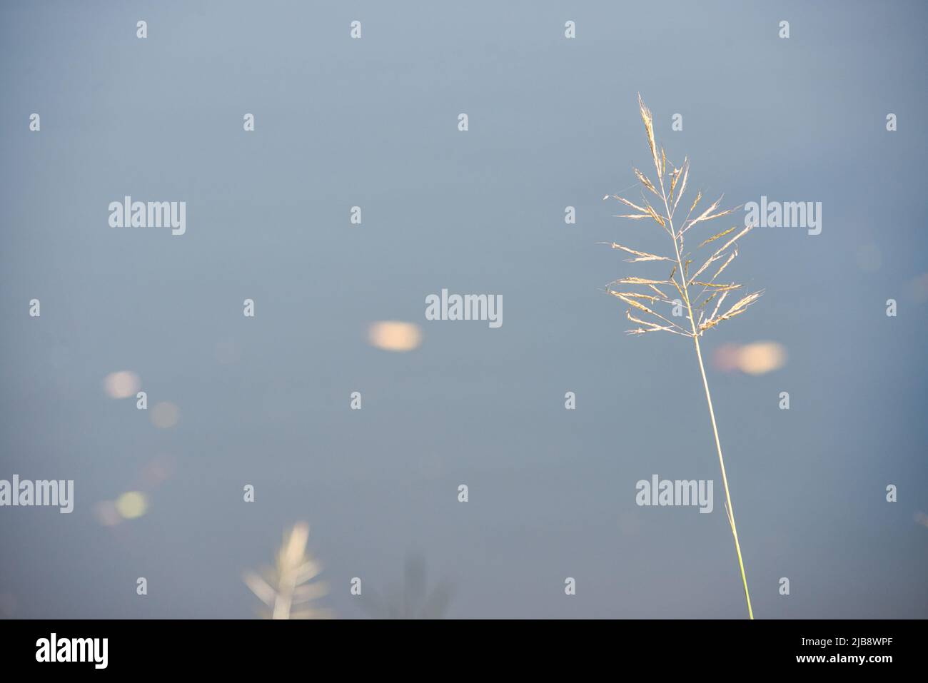 Strands of grass near a water body in a tropical forest Stock Photo