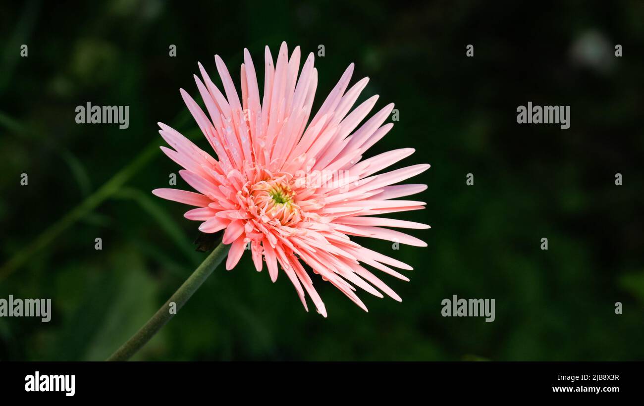 Close-up of beautiful pink fuji spider mum on the blurred background Stock Photo