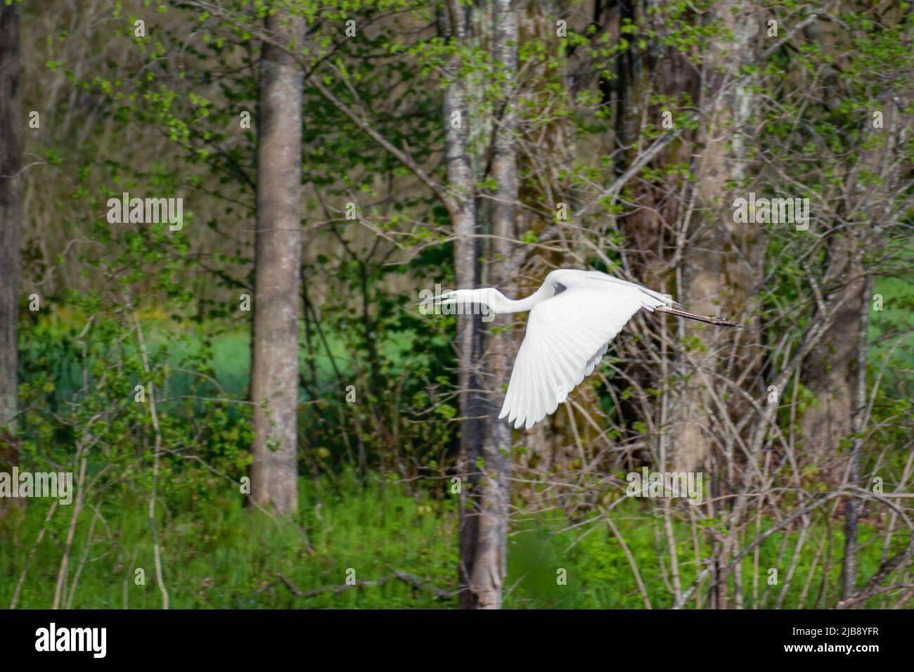 Preili, Latvia, Europe. Little egret bird or Egretta garzetta, aquatic bird with a slender black beak, long black legs and, in the western race Stock Photo