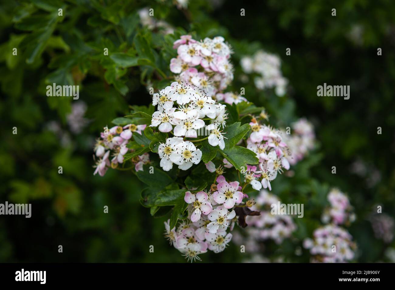 The hawthorn, a shrub from the rose family with beautiful small white flowers. Photo taken in the province of Groningen Stock Photo