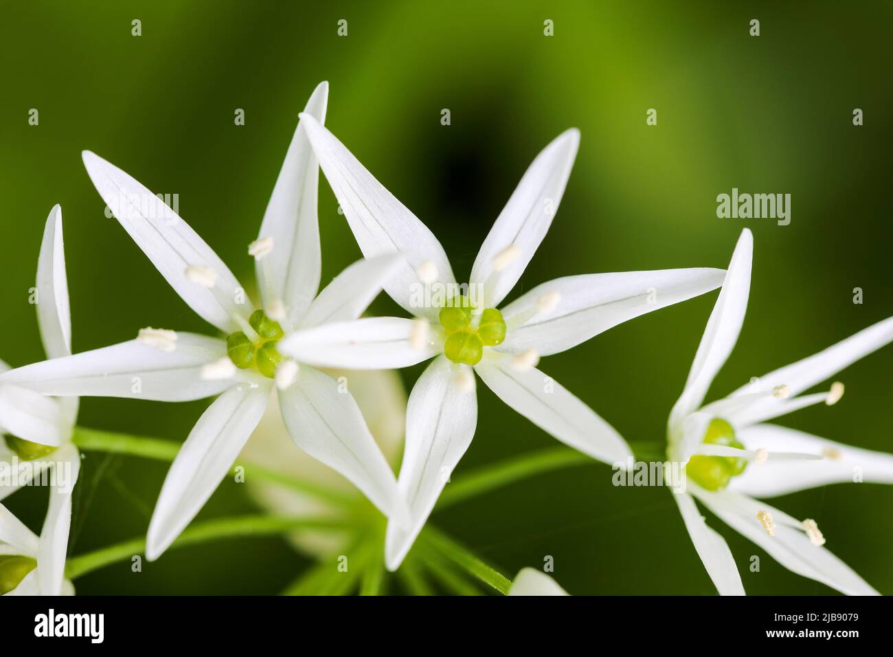 Bears garlic flowering Stock Photo