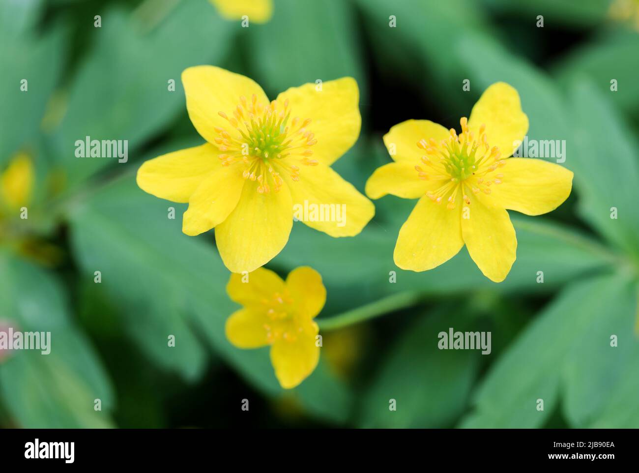 Yellow wood anemone flowering Stock Photo Alamy