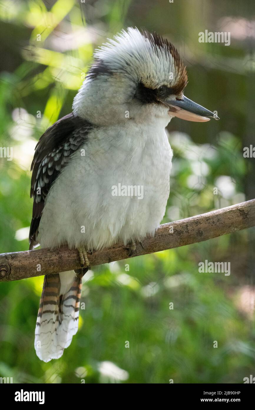 Kookaburras Stock Photo