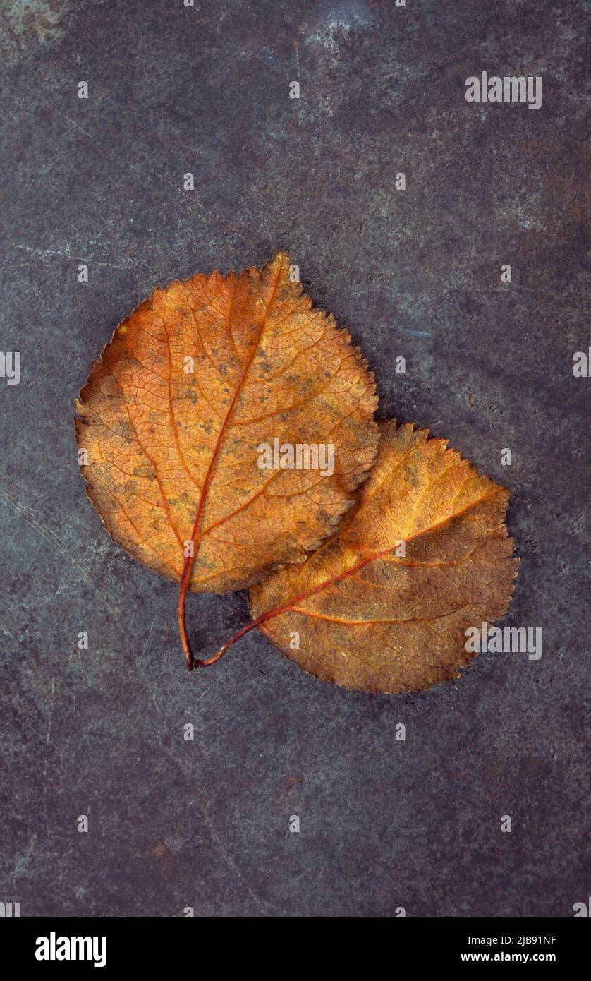 Two rich brown autumn leaves of Scarlet hawthorn lying on tarnished metal Stock Photo