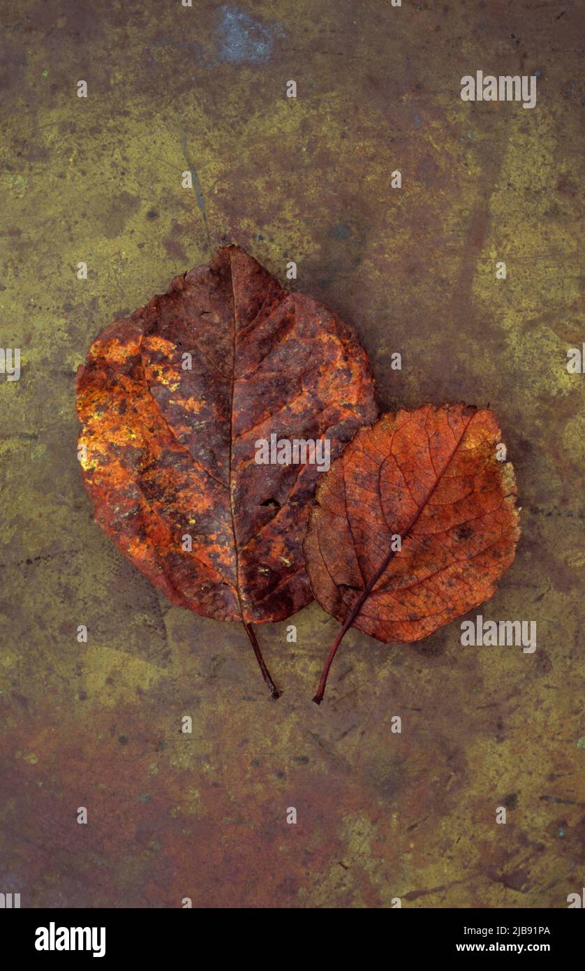 Two rich brown autumn leaves of Scarlet hawthorn lying on tarnished metal Stock Photo