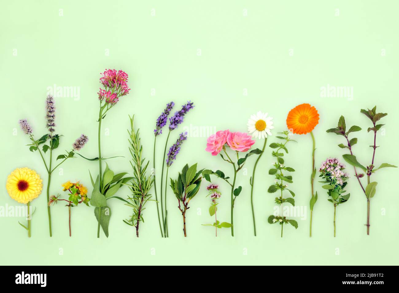 Herbs and edible flowers used in herbal plant medicine flower remedies
