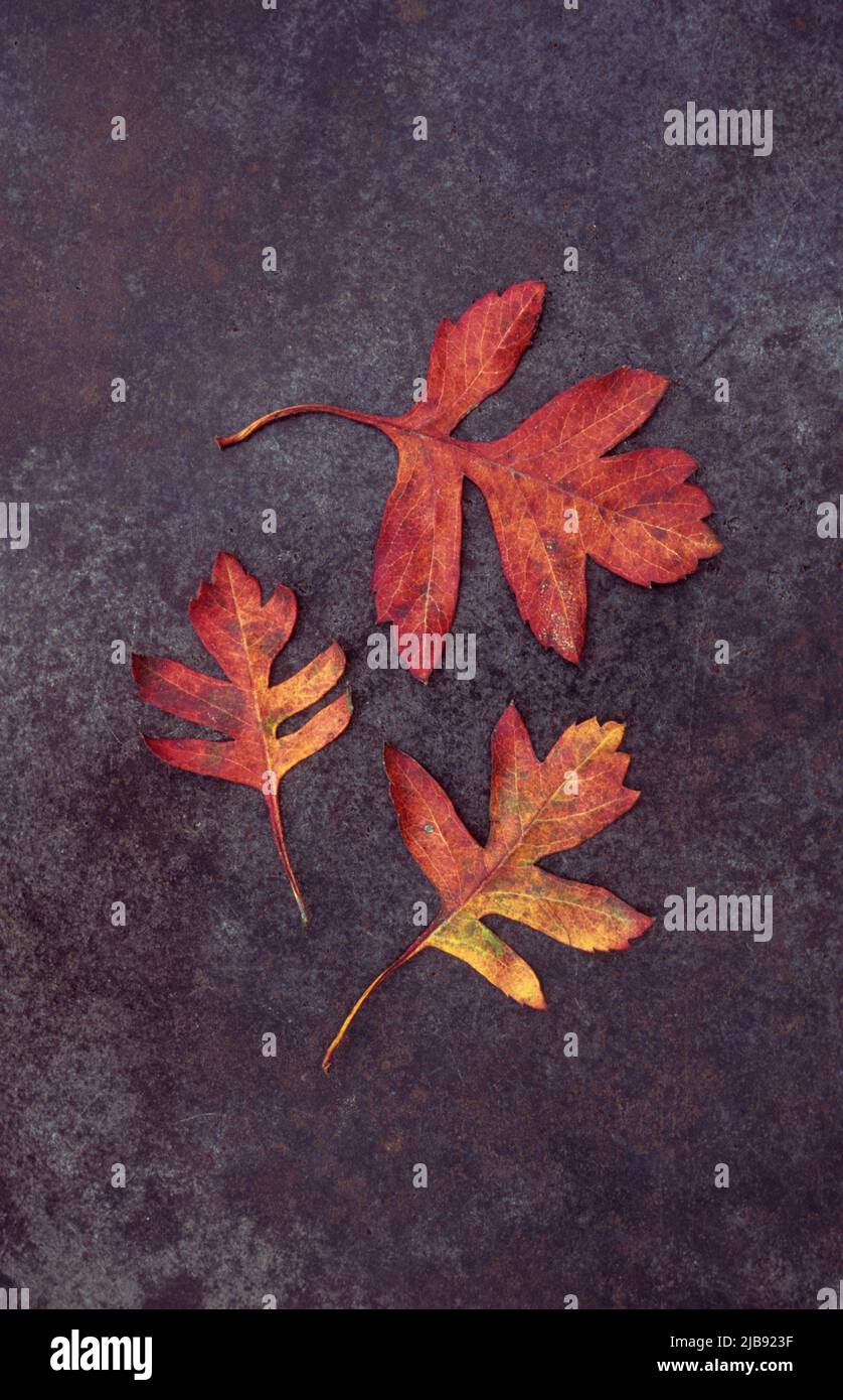 Three red autumn leaves of Hawthorn tree lying on tarnished metal Stock Photo