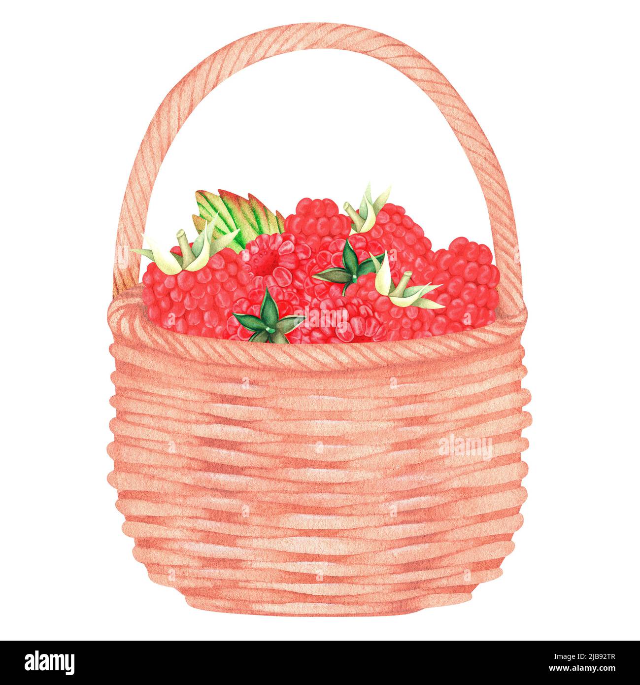 Raspberries in the basket. Watercolor illustration. Isolated on a white background. For your design. Suitable for cookbooks, recipes, aprons, kitchen Stock Photo