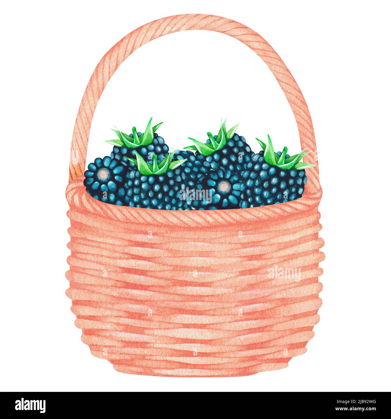 Blackberries in the basket. Watercolor illustration. Isolated on a white background. For your design. Suitable for cookbooks, recipes, aprons, kitchen Stock Photo