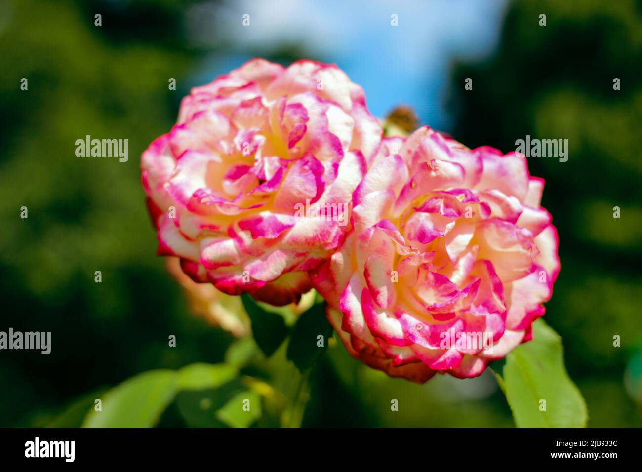 Beautiful Selection Rose Close-up in Summer Sunny Garden. Romantic ...