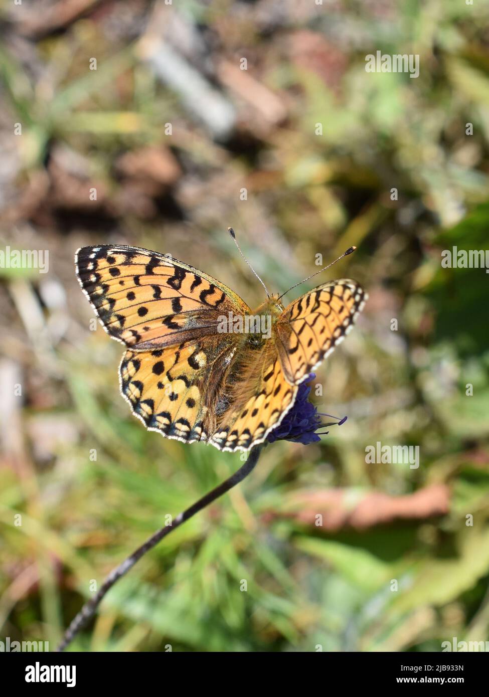 Orange and black brush-footed fritillary butterfly Boloria sitting on a flower with open wings Stock Photo