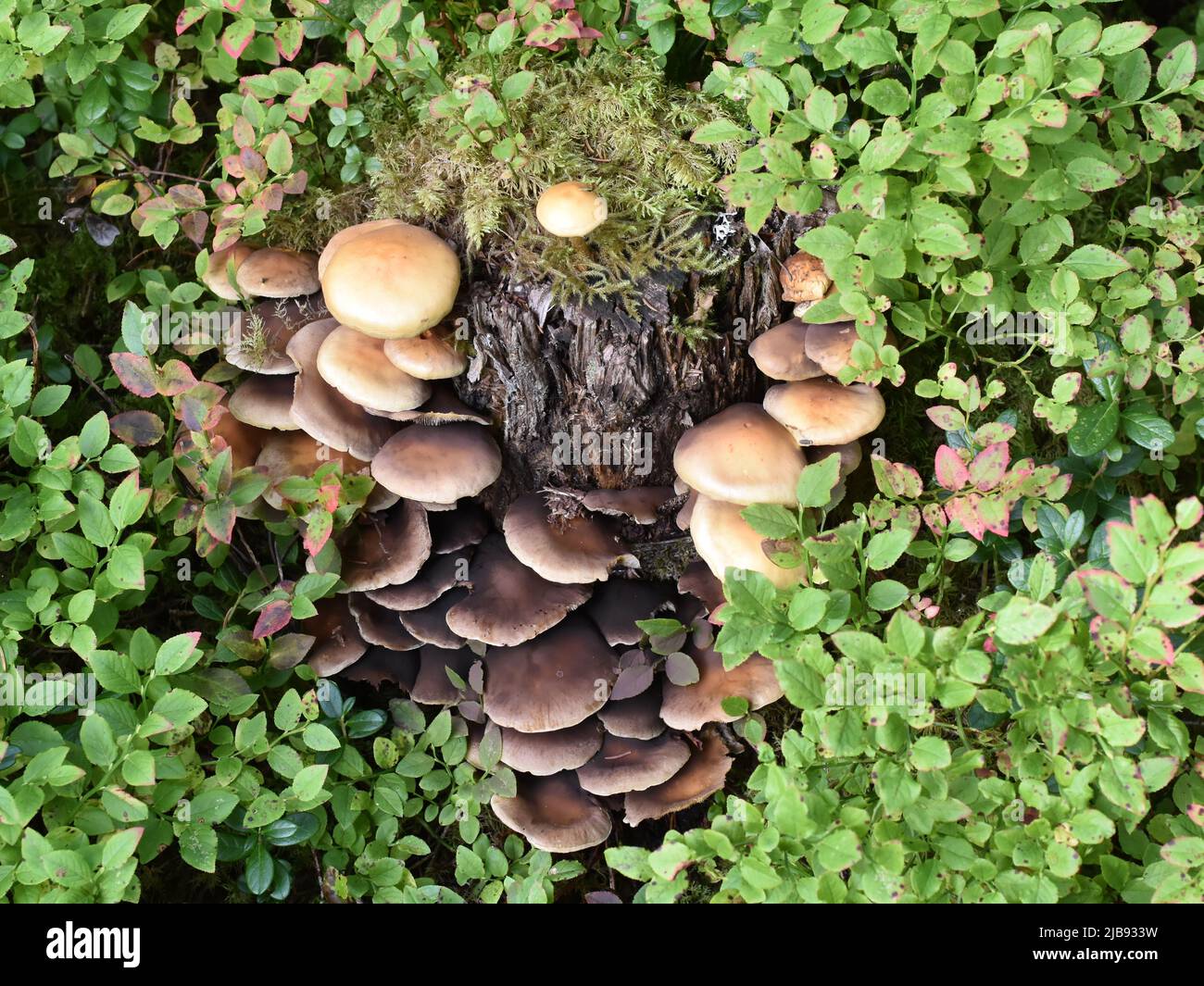 Honey mushroom Armillaria mellea growing on a tree stump Stock Photo