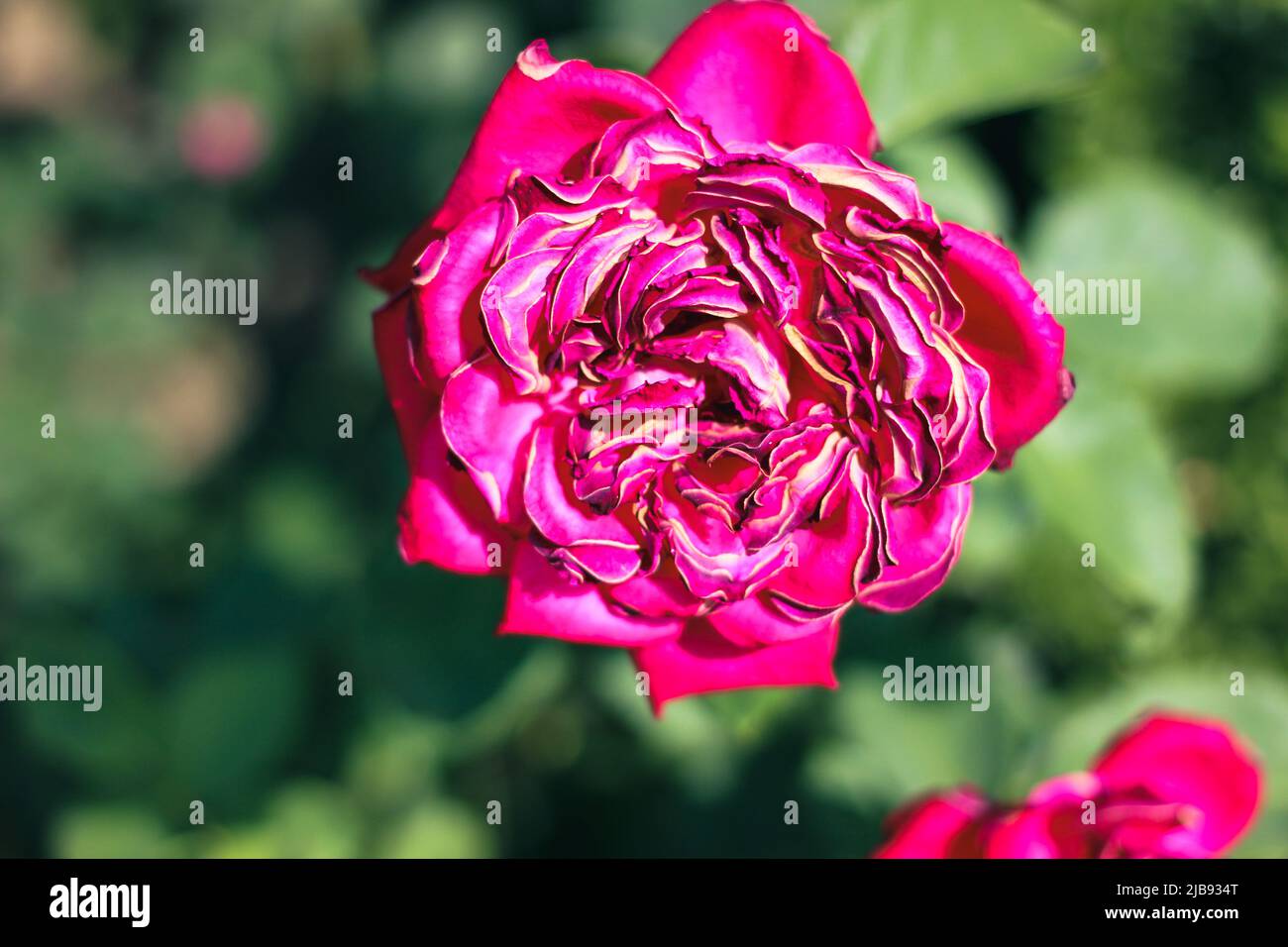 Beautiful Selection Rose Close-up in Summer Sunny Garden. Romantic ...