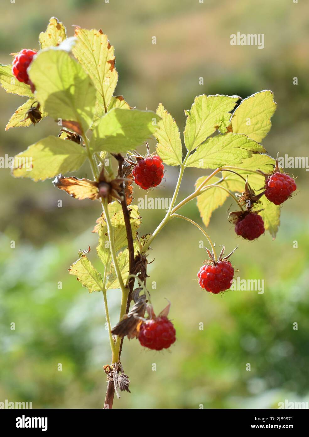 https://c8.alamy.com/comp/2JB9371/ripe-wild-raspberries-rubus-idaeus-growing-in-a-forest-2JB9371.jpg