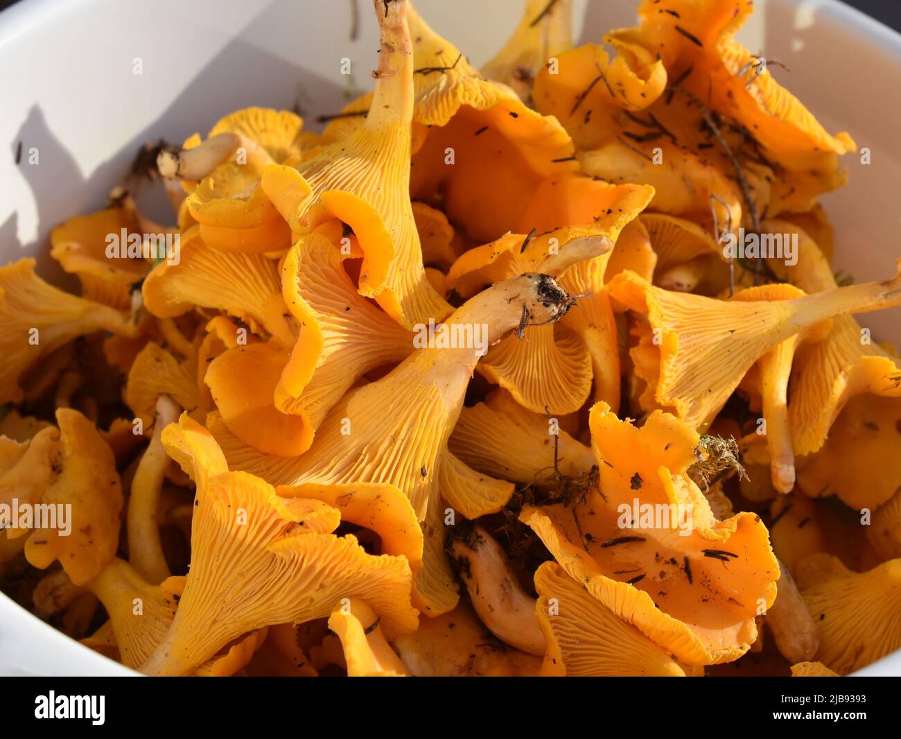 Freshly picked chanterelles Cantharellus cibarius Stock Photo Alamy