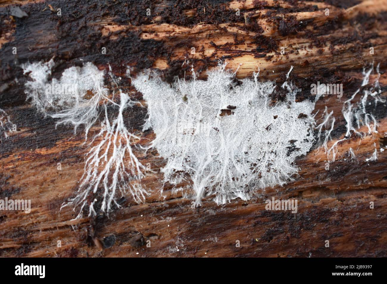 Fungus mycelium growing on a decaying trunk Stock Photo
