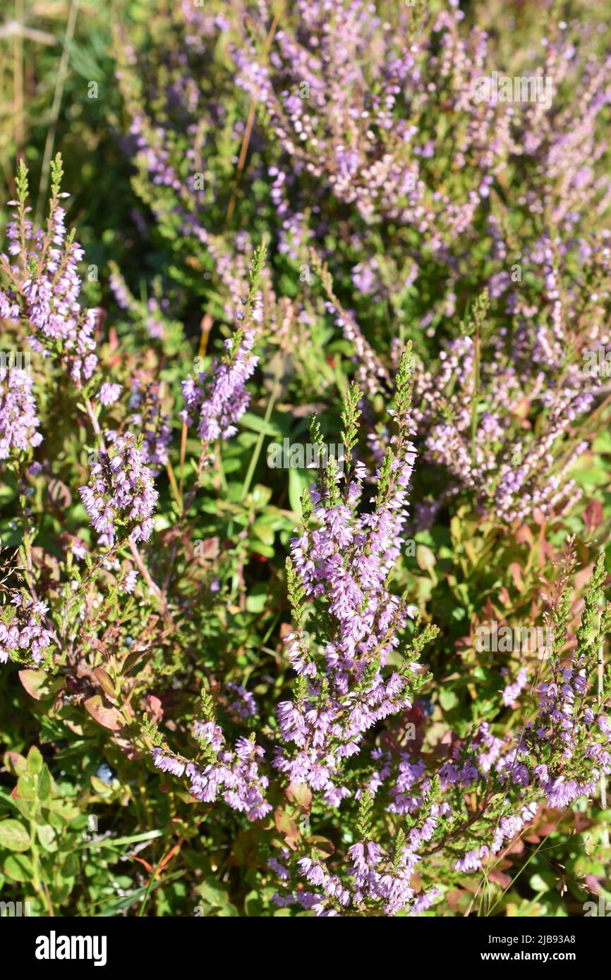Purple flowers on common heather Calluna vulgaris Stock Photo