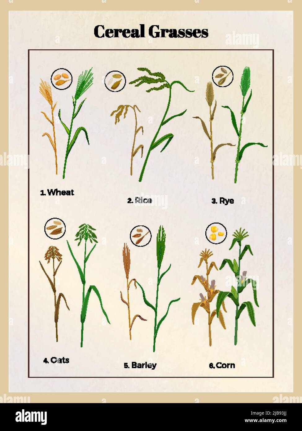 Cereal grasses vintage poster with wheat oats barley rice rye corn ...