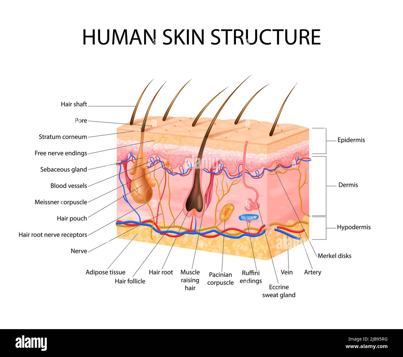 Skin sensory receptors concept with epidermis hair and dermis flat