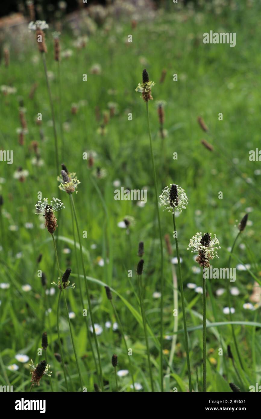 flowering narrowleaf plantain or ribwort plantain in a green meadow Stock Photo