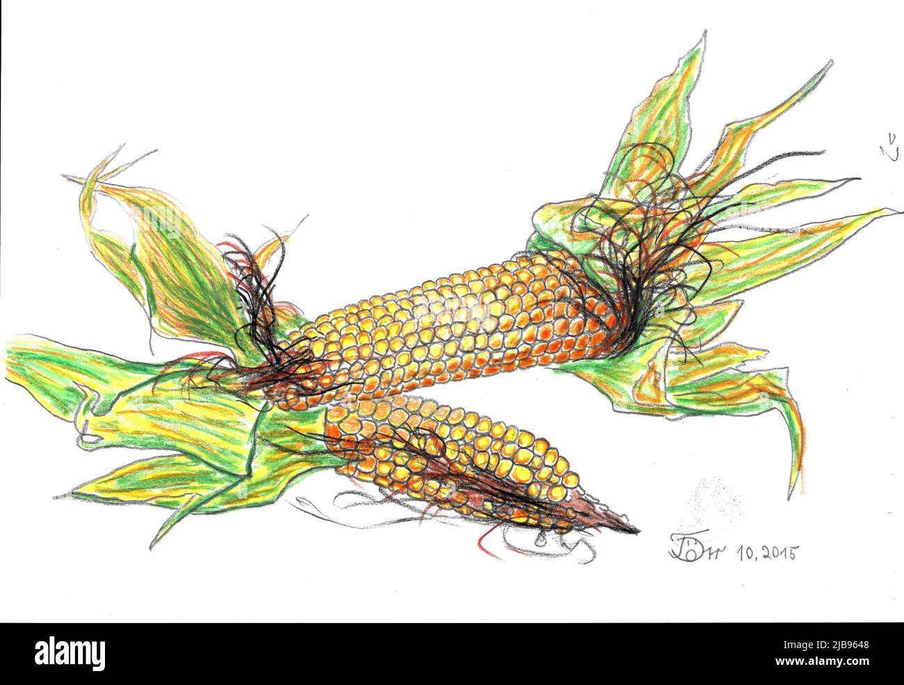 Corn Cob. Stock Photo
