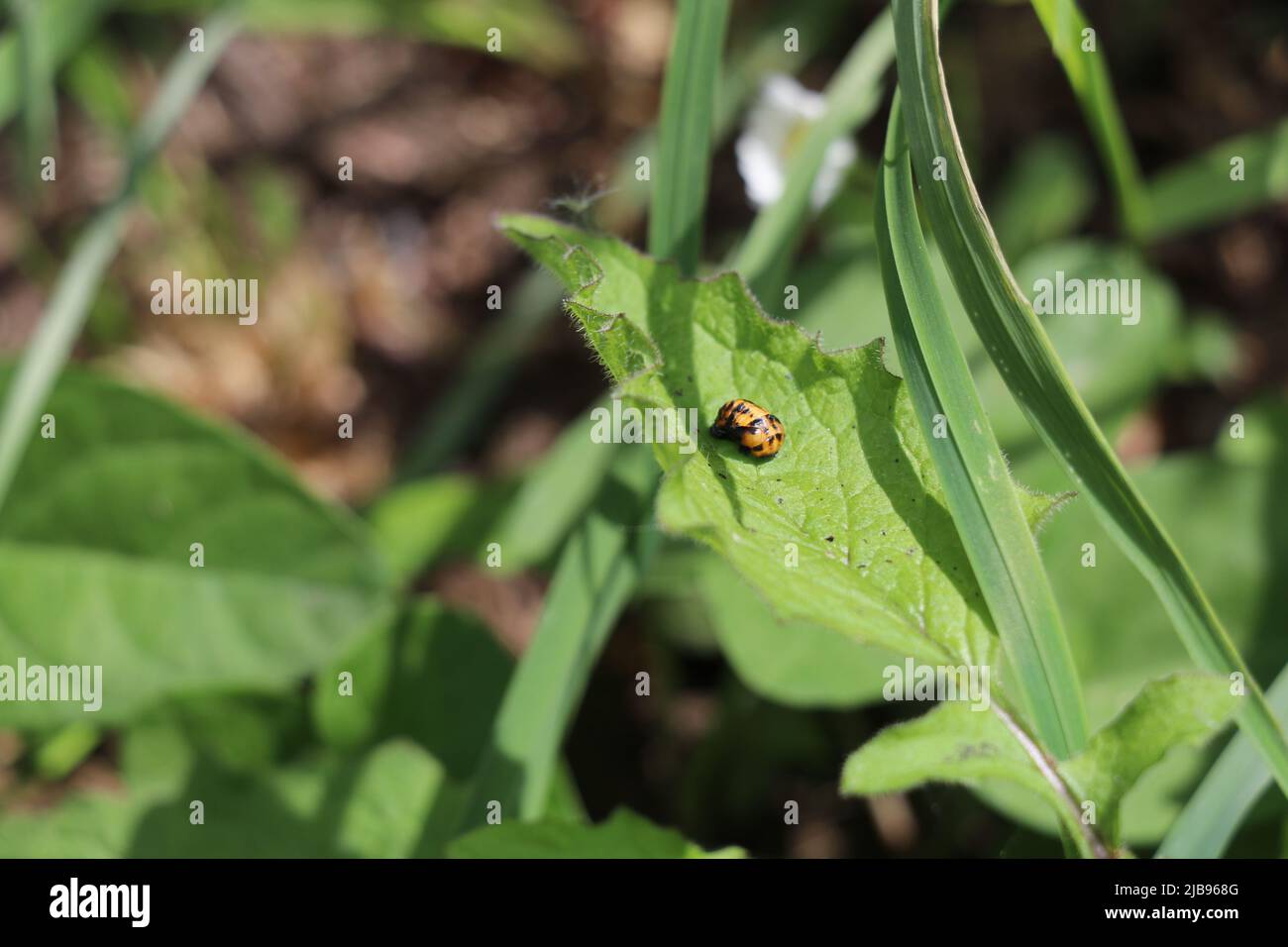 black and orange ladybug pupa on a green leaf Stock Photo