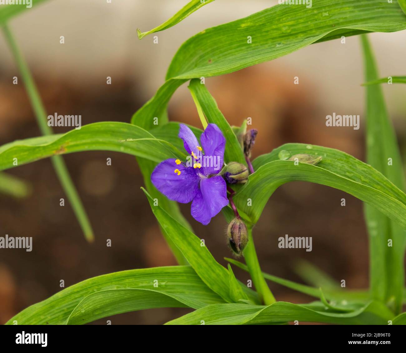 Spiderwort tradescantia andersoniana hi-res stock photography and ...