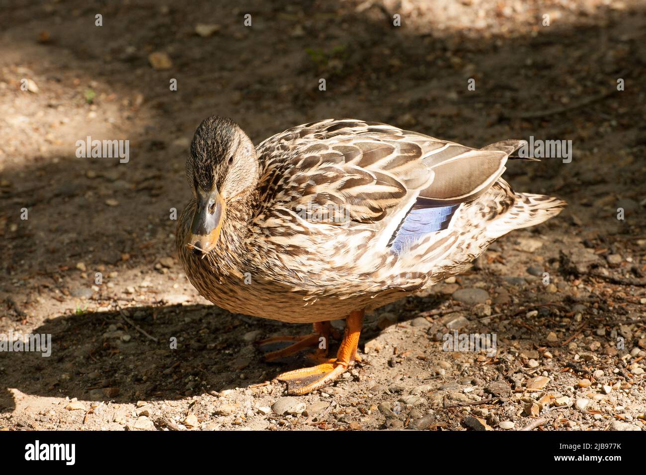 Strawberry Hill Pond Epping Forest Essex, England UK Europe Stock Photo