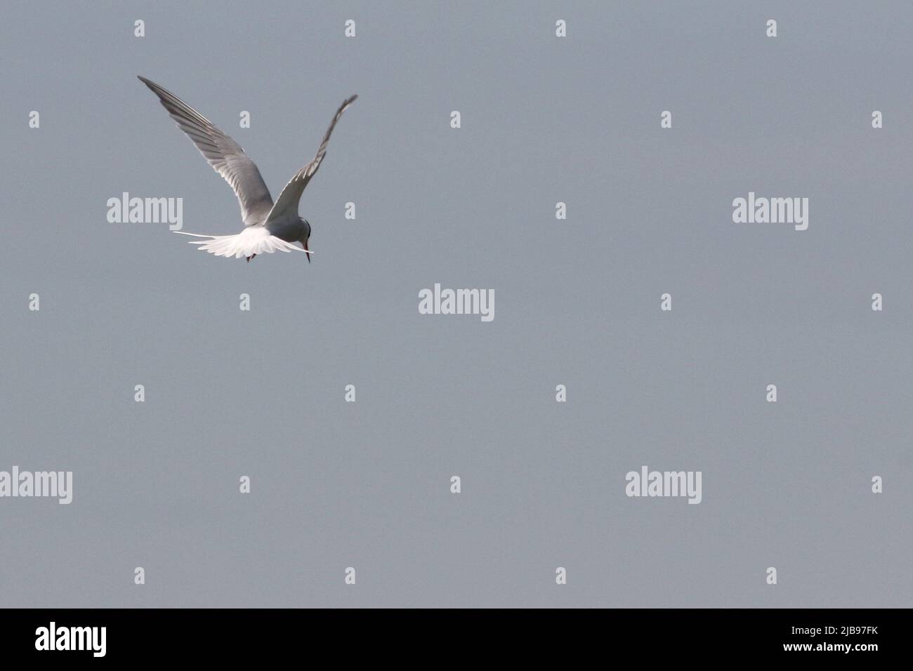 Common Tern (Sterna hirundo) hovering above water Stock Photo