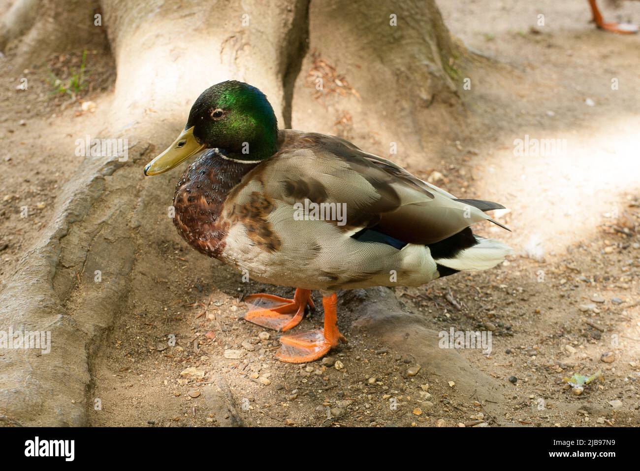 Strawberry Hill Pond Epping Forest Essex, England UK Europe Stock Photo