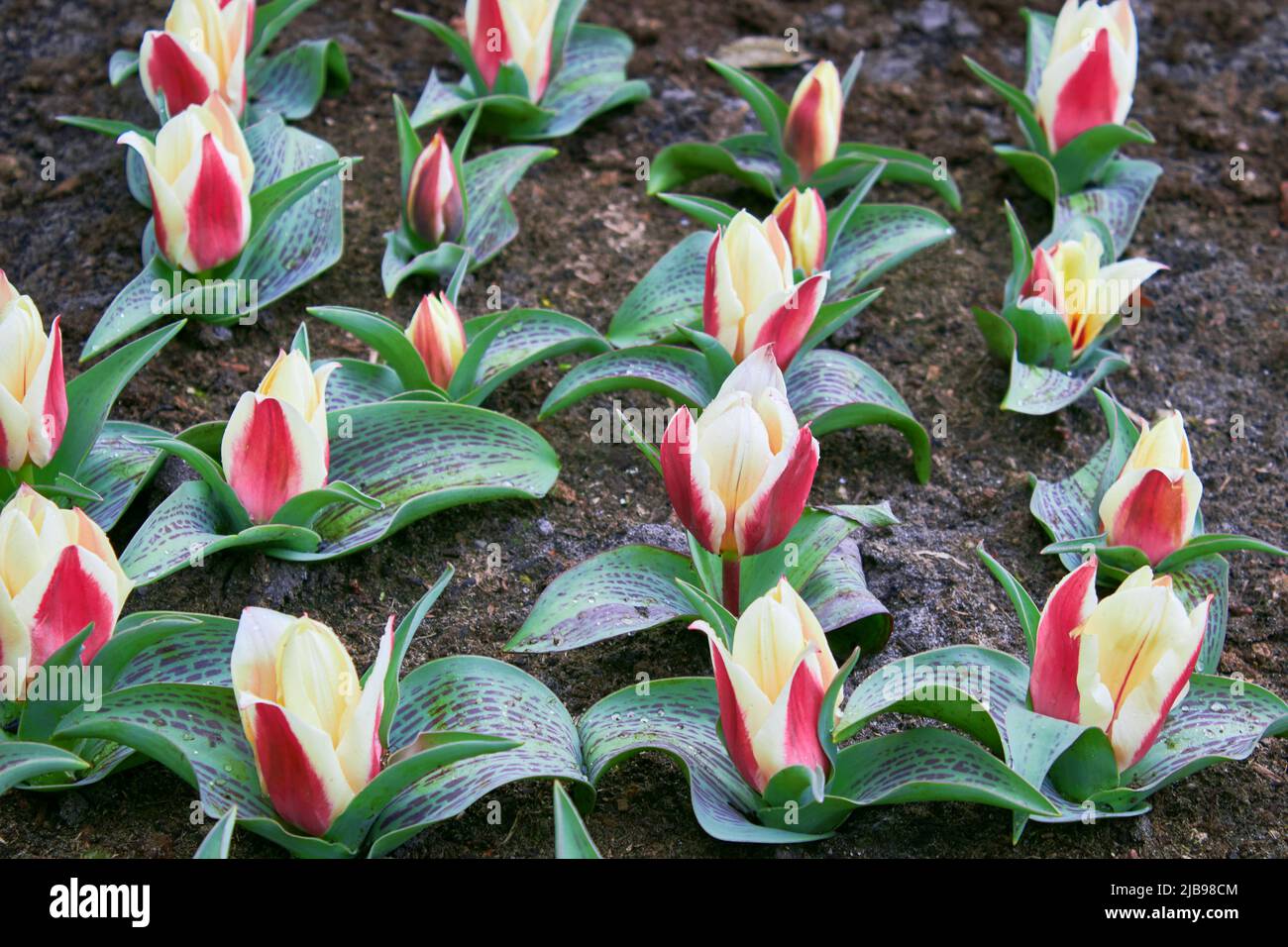 The buds of yellow-red tulips bloom on the garden bed in the park Stock ...