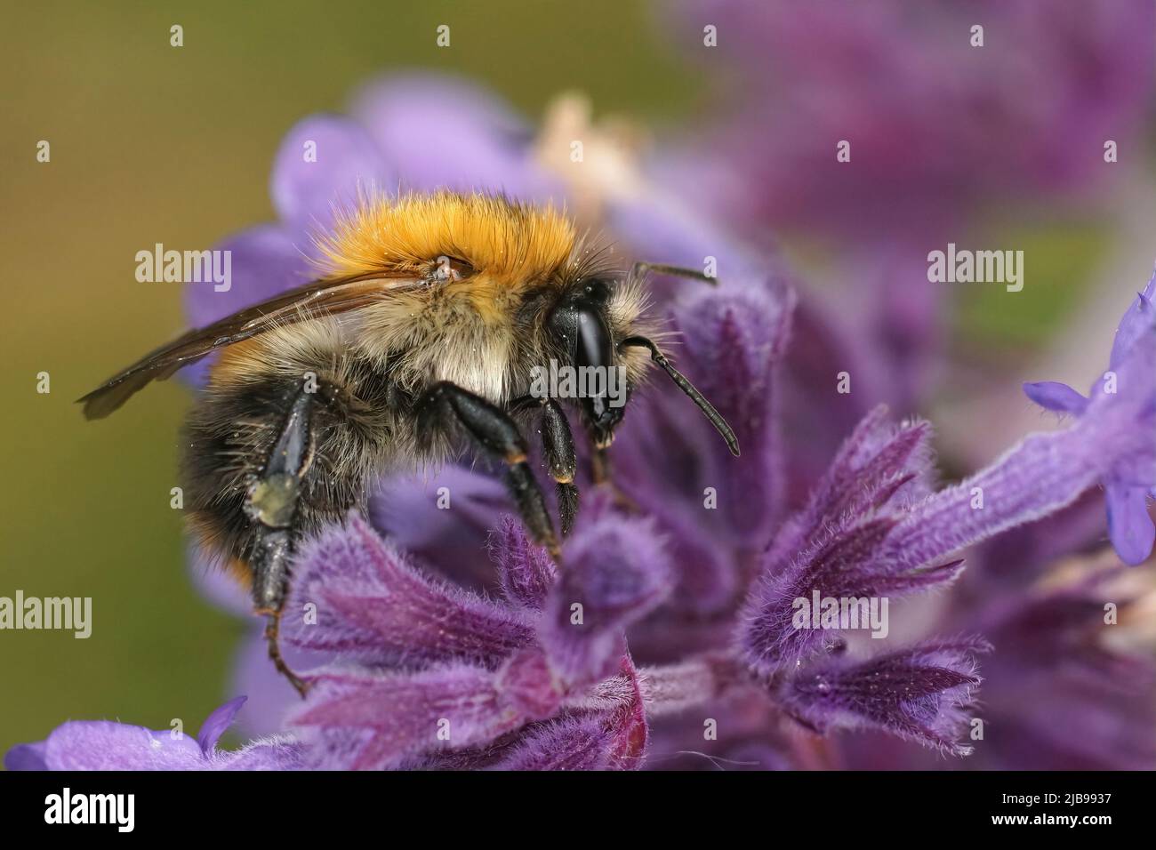 Colorful closeup on a brown banded bumblebee, Bombus pascuorum om purple Nepeta cataria flowers in the garden Stock Photo