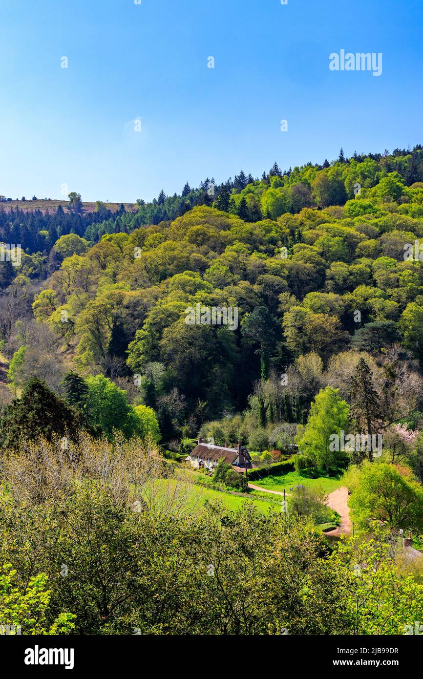 A row of thatched cottages at the edge of woodland on the Dunster