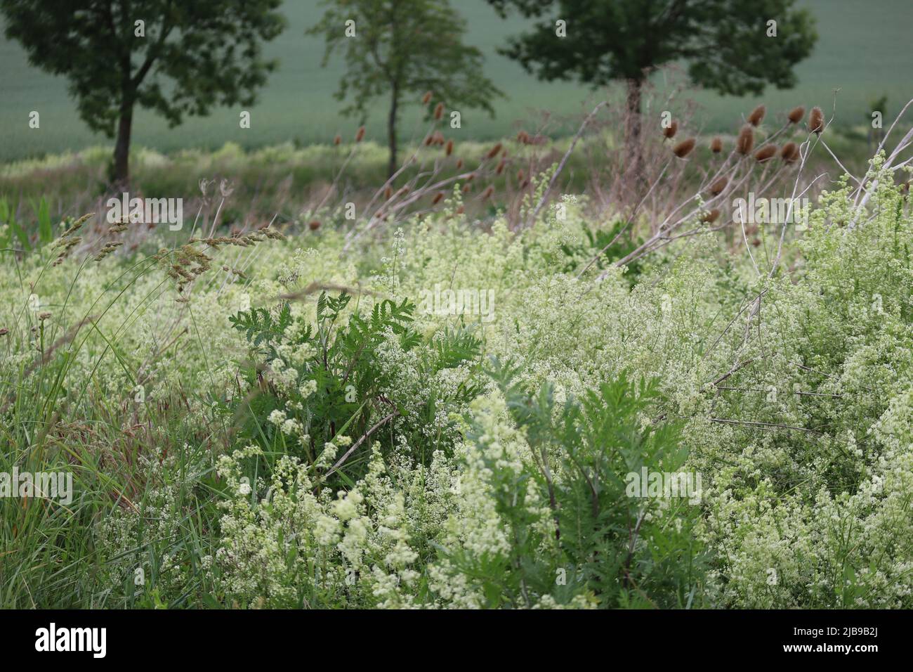 white Bedstraw dominates a Compensation area Stock Photo