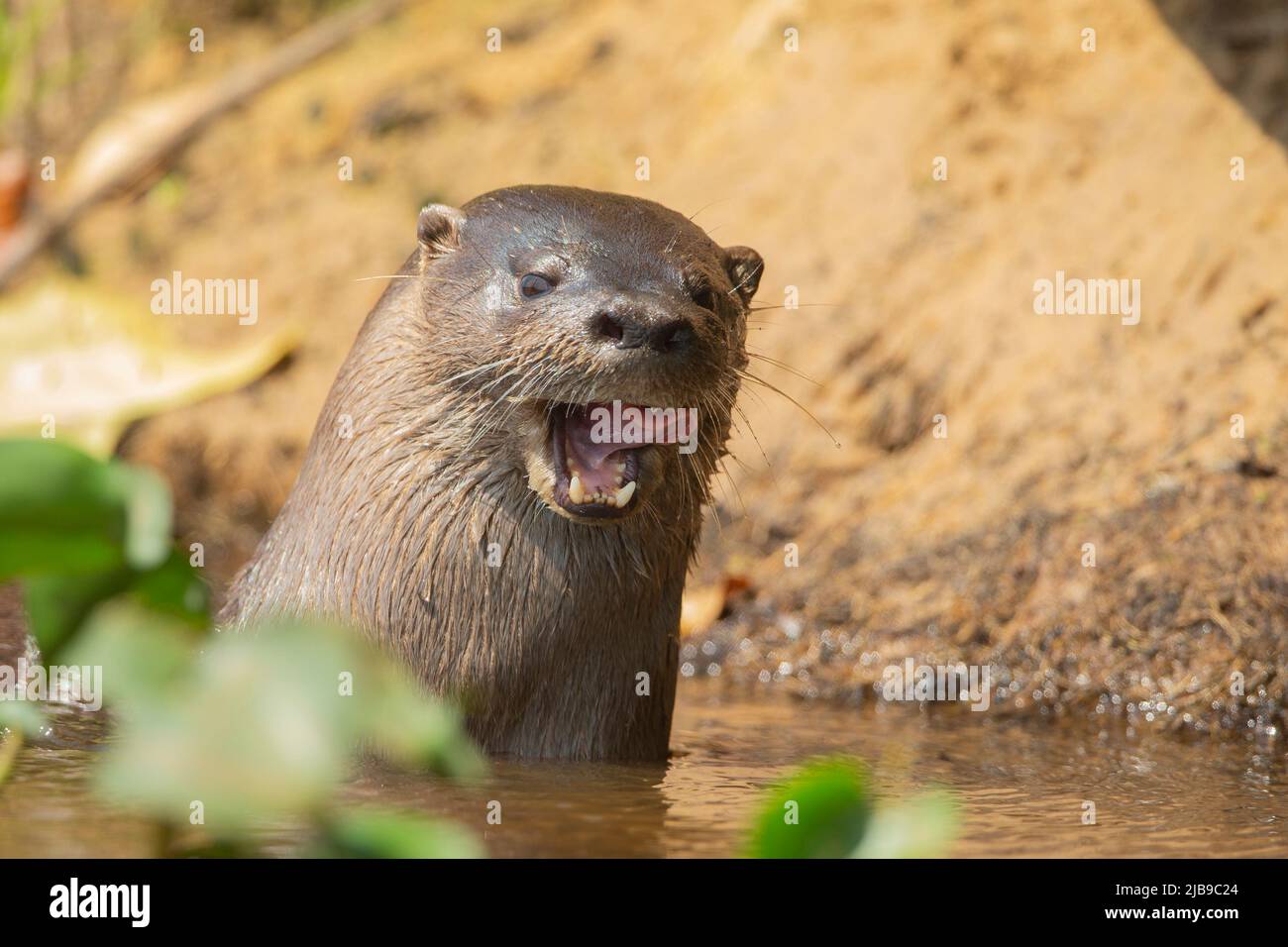 Neotropical River Otter (Lontra longicaudis) Stock Photo