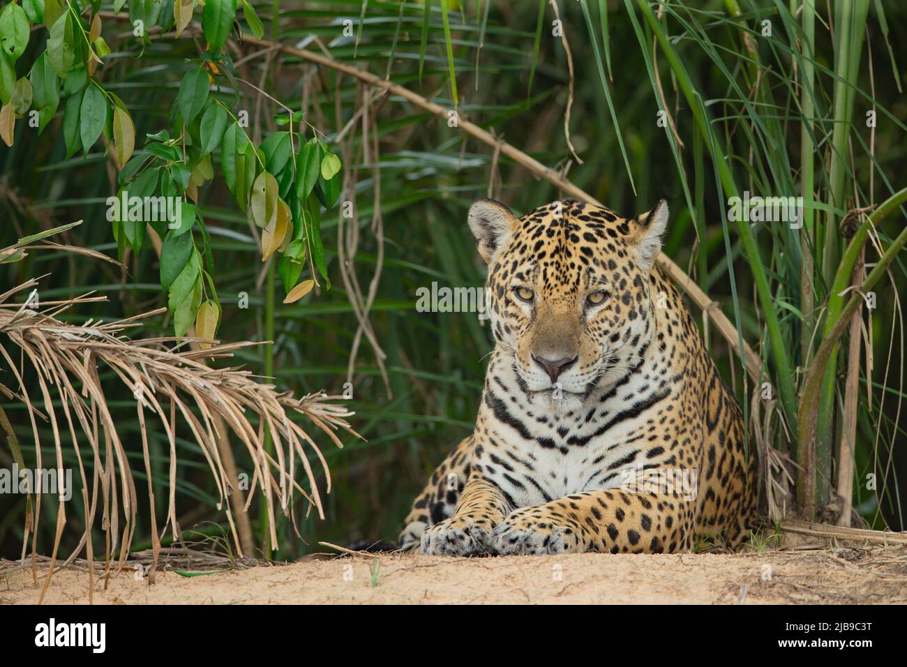 Jaguar (Panthera onca) resting by riverbank Stock Photo