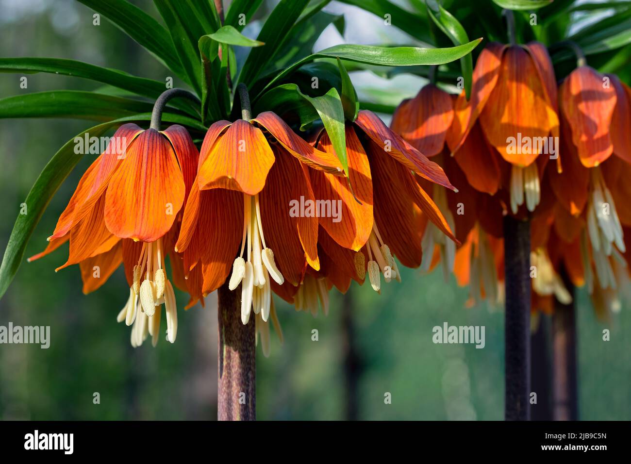 Crown Imperials flowers, Kaiser's Crown, Fritillaria imperialis in the garden, close-up, selective focus Stock Photo